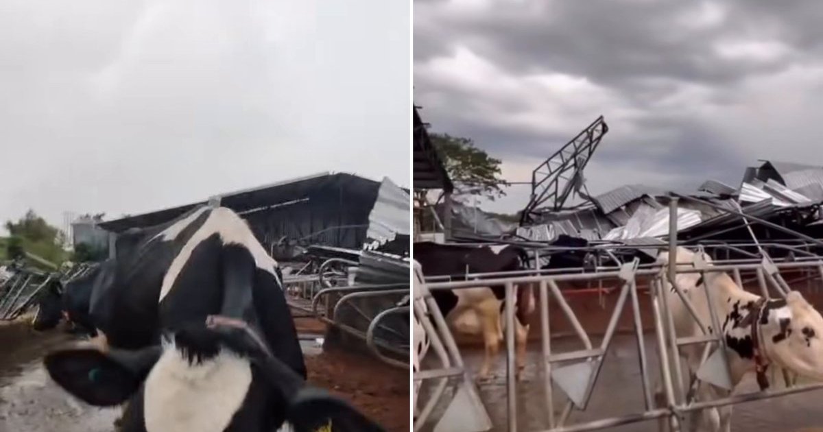 Mulher chora ao ver vacas no meio dos escombros de galpão destruído por vendaval em Dionísio Cerqueira