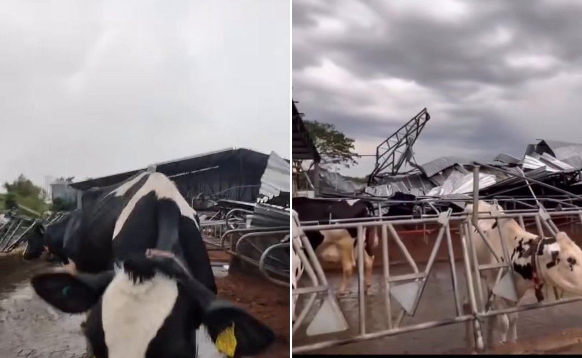 Mulher chora ao ver vacas no meio dos escombros de galpão destruído por vendaval em Dionísio Cerqueira