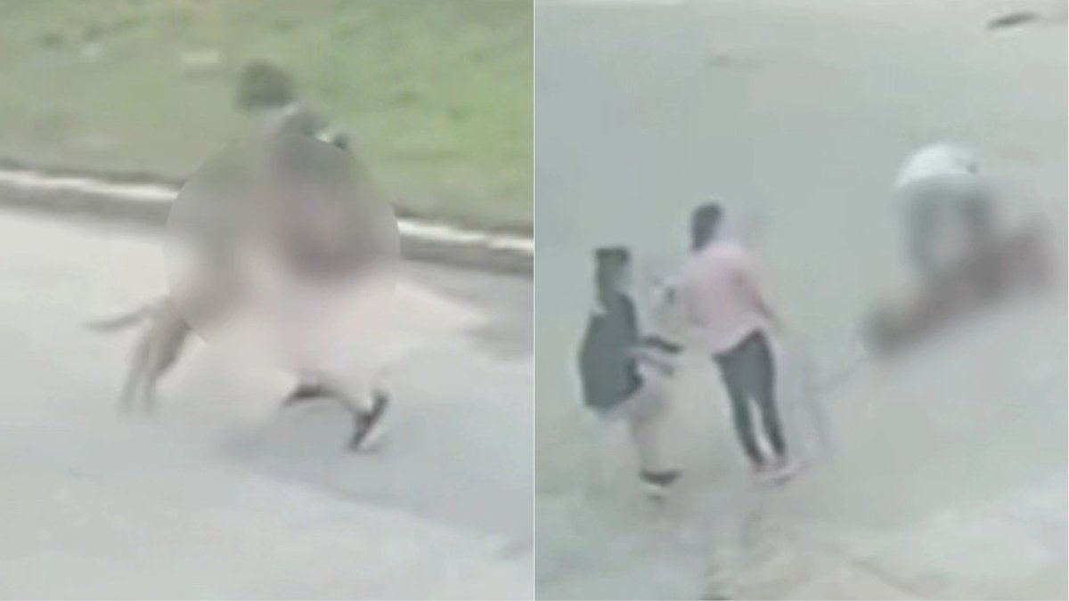 VÍDEO: Tutora é derrubada ao tentar salvar filhote de ataque de pitbull em Itajaí