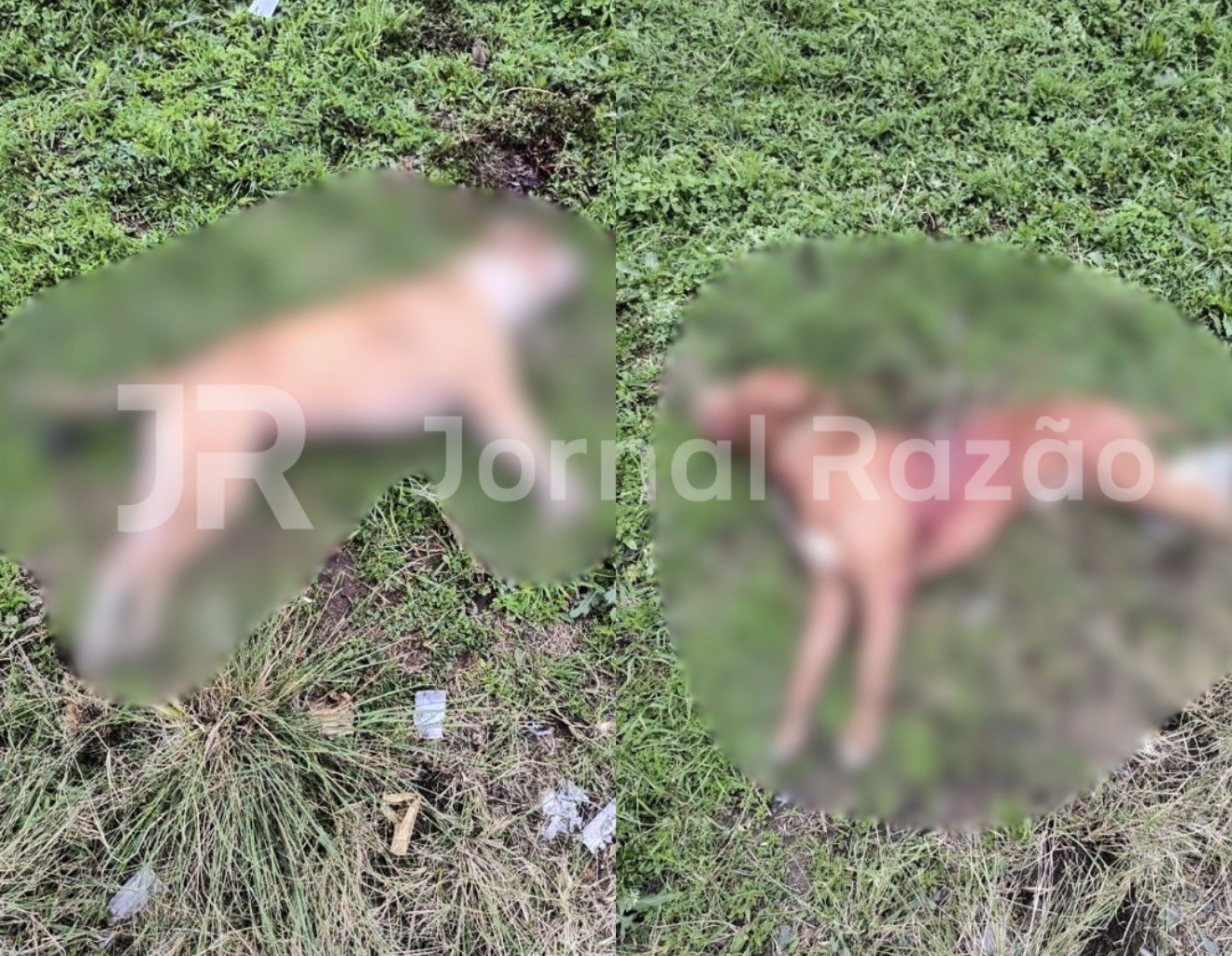 Os dois cães da raça pitbull abatidos pela Polícia Militar em Canoinhas