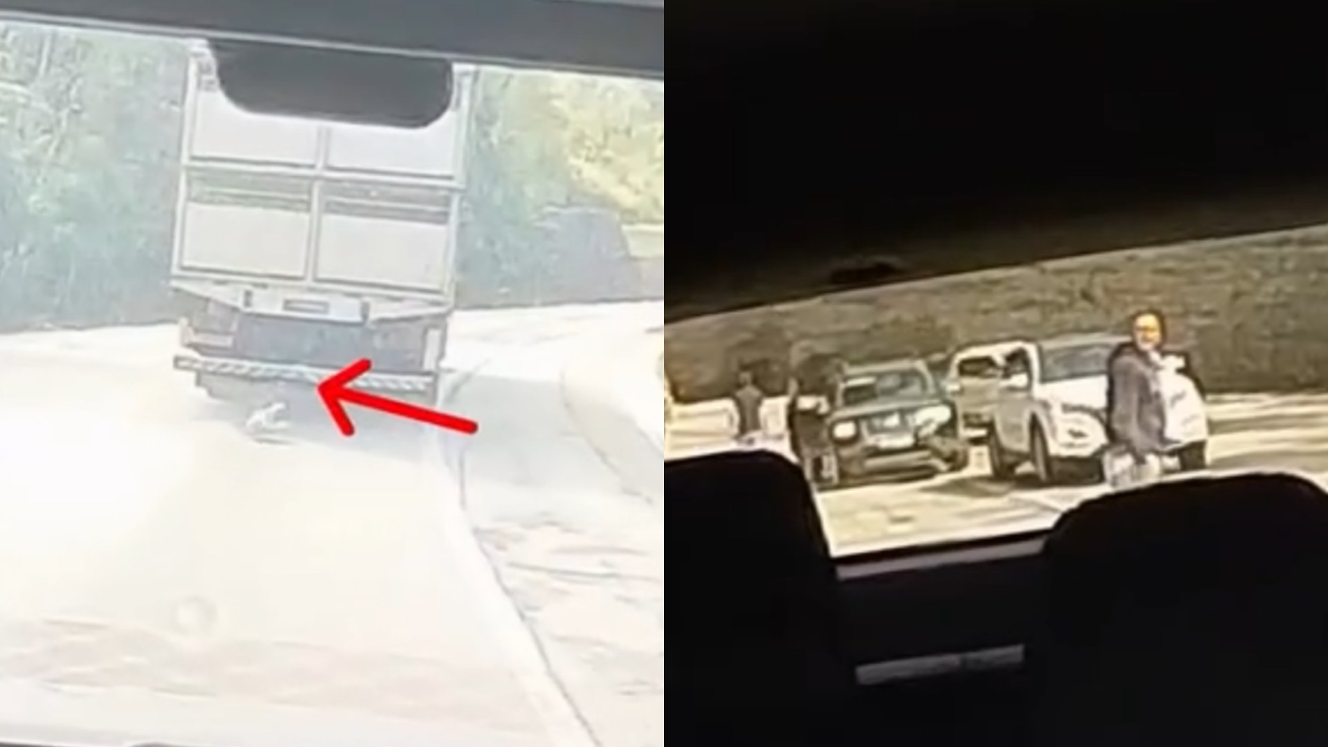 Porquinho despenca da carroceria de caminhão na BR-282 e escapa antes de ser resgatado na Grande Florianópolis