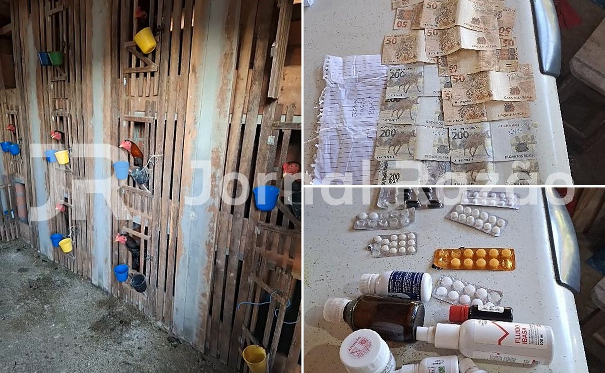 Remédio pros galos feridos e almoço pra quem apostava: PMSC fecha rinha com 68 aves em Santa Catarina