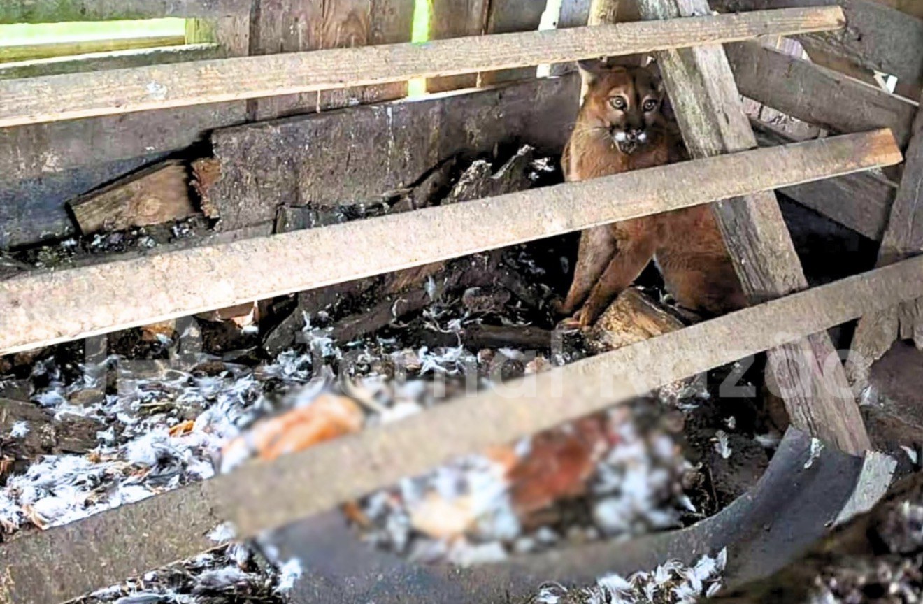 “Terror das galinhas”: leão-baio invade galinheiro e abate aves na Serra Catarinense
