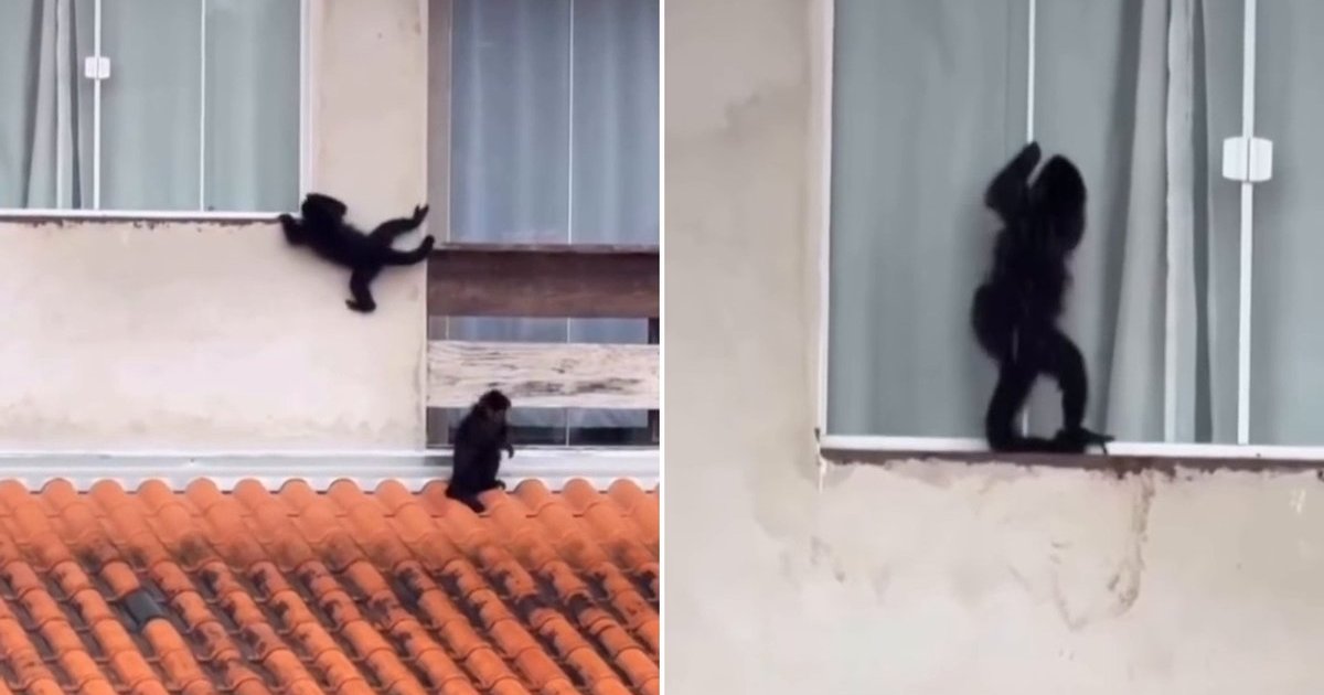 Bando de macacos escala parede e tenta abrir janela para invadir casa em SC