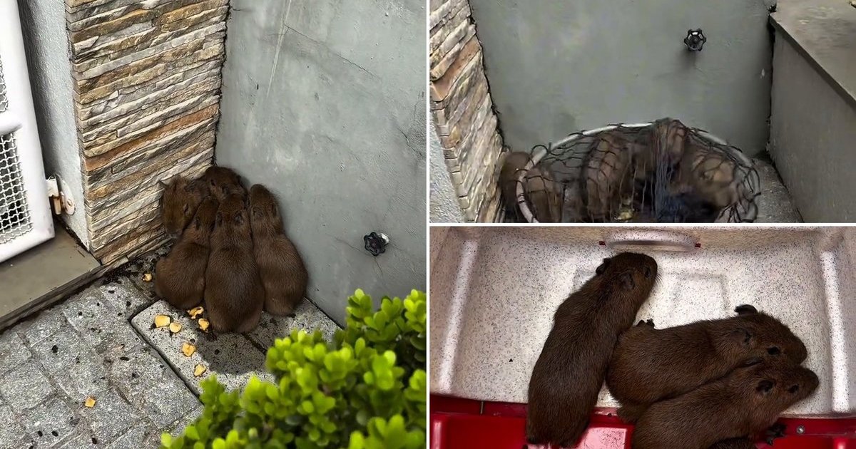 Biólogo de SC encontra cinco filhotes de capivara sozinhos em uma casa e resgata todos