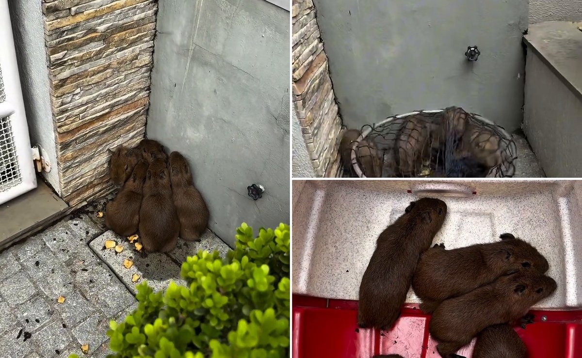 Biólogo de SC encontra cinco filhotes de capivara sozinhos em uma casa e resgata todos