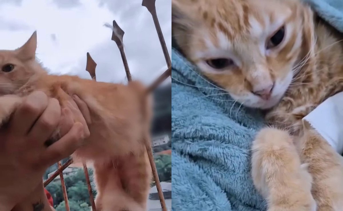 Bombeiros e veterinárias se unem para salvar o Simba, gato que ficou preso numa cerca de ferro em SC