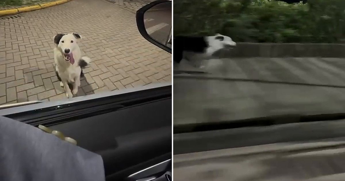 “Não pego ele de jeito nenhum”: cachorro corre ao lado do carro do tutor 7 km por dia em Santa Catarina