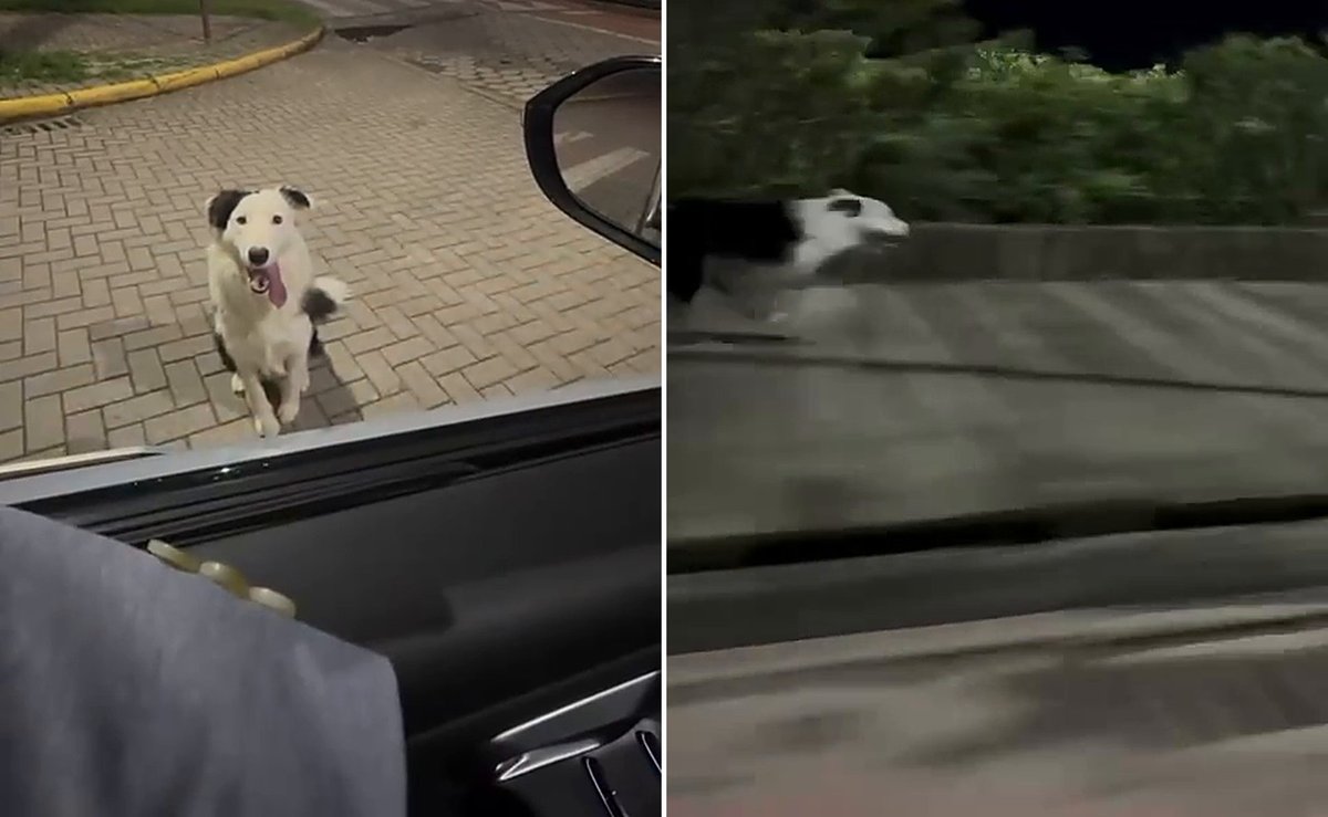 “Não pego ele de jeito nenhum”: cachorro corre ao lado do carro do tutor 7 km por dia em Santa Catarina