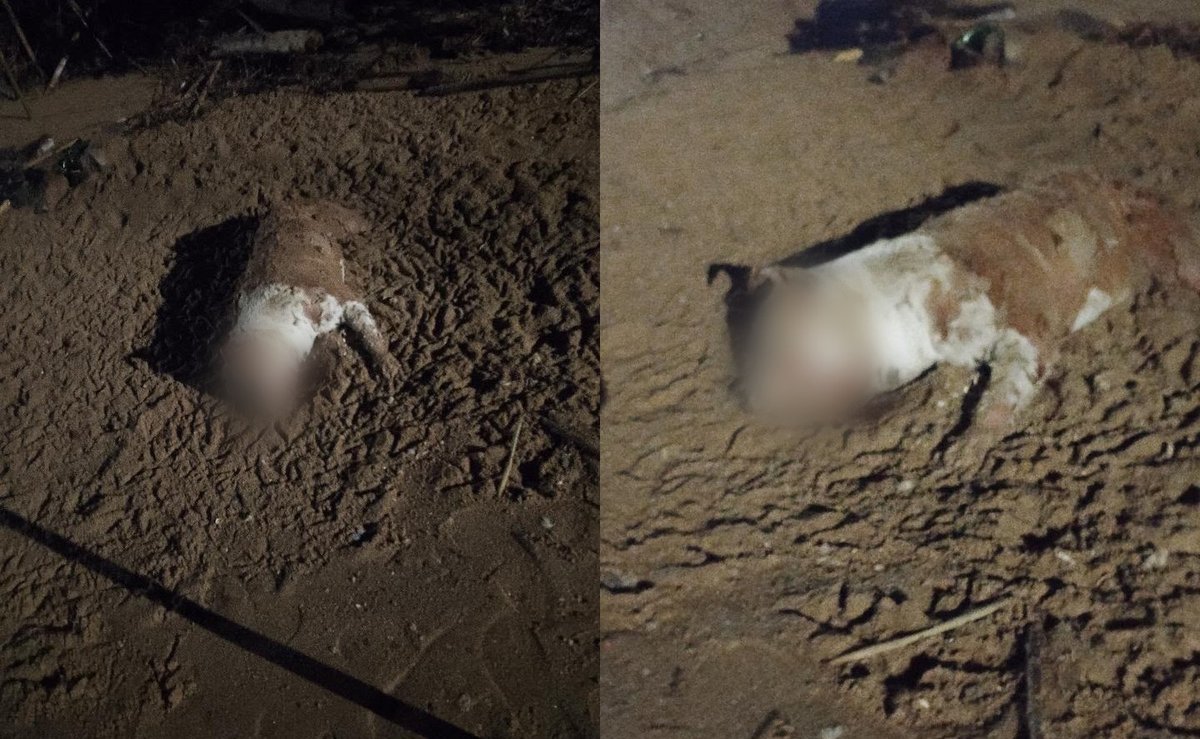Moradores encontram cachorro morto, sem as patas traseiras e com os olhos costurados em Palhoça
