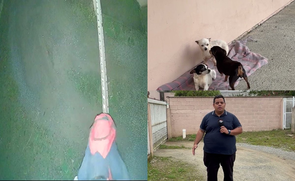 Câmera flagra homem tentando pular muro de madrugada e fugindo dos cães Luna, Pipoca e Tião em Penha
