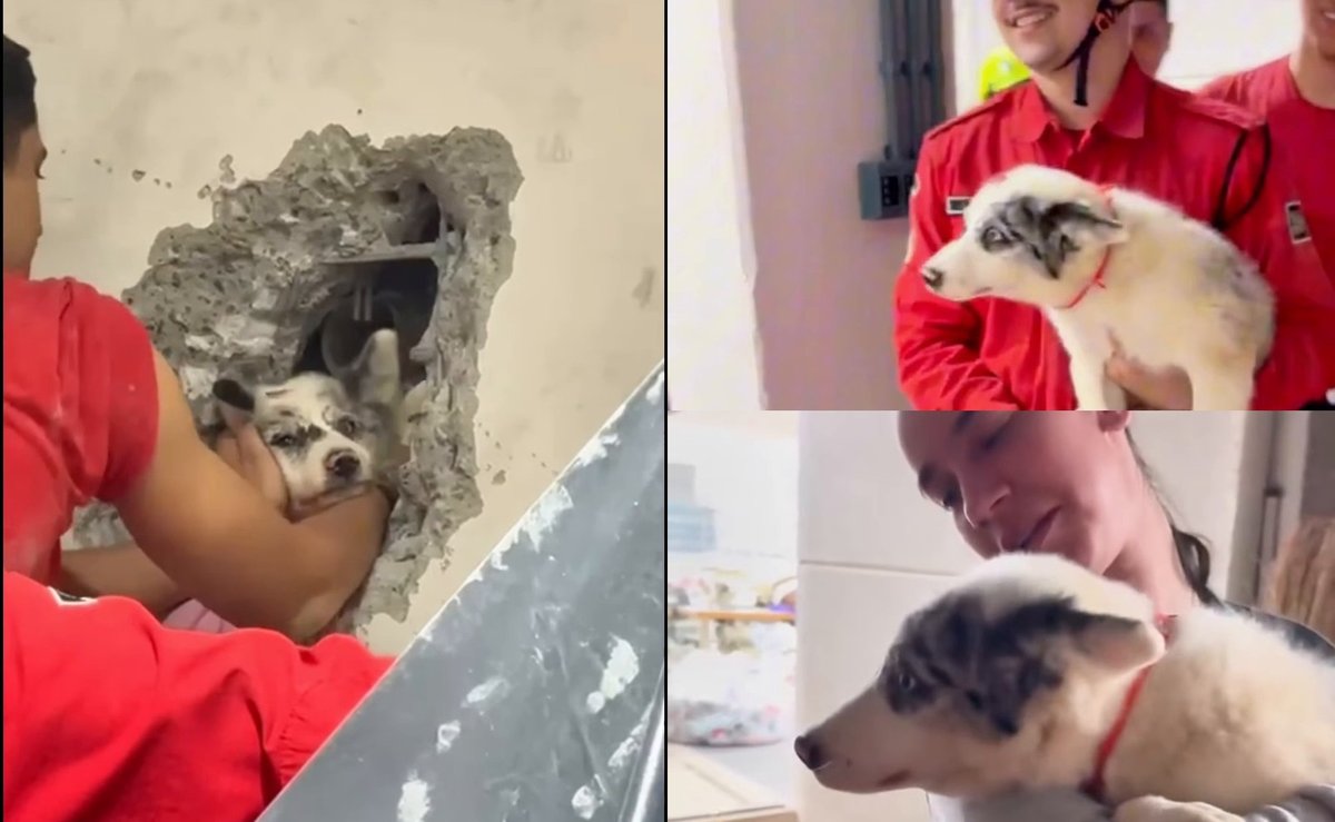 Cãozinho cai entre dois galpões e bombeiros quebram parede para salvá-lo após 4 horas em SC