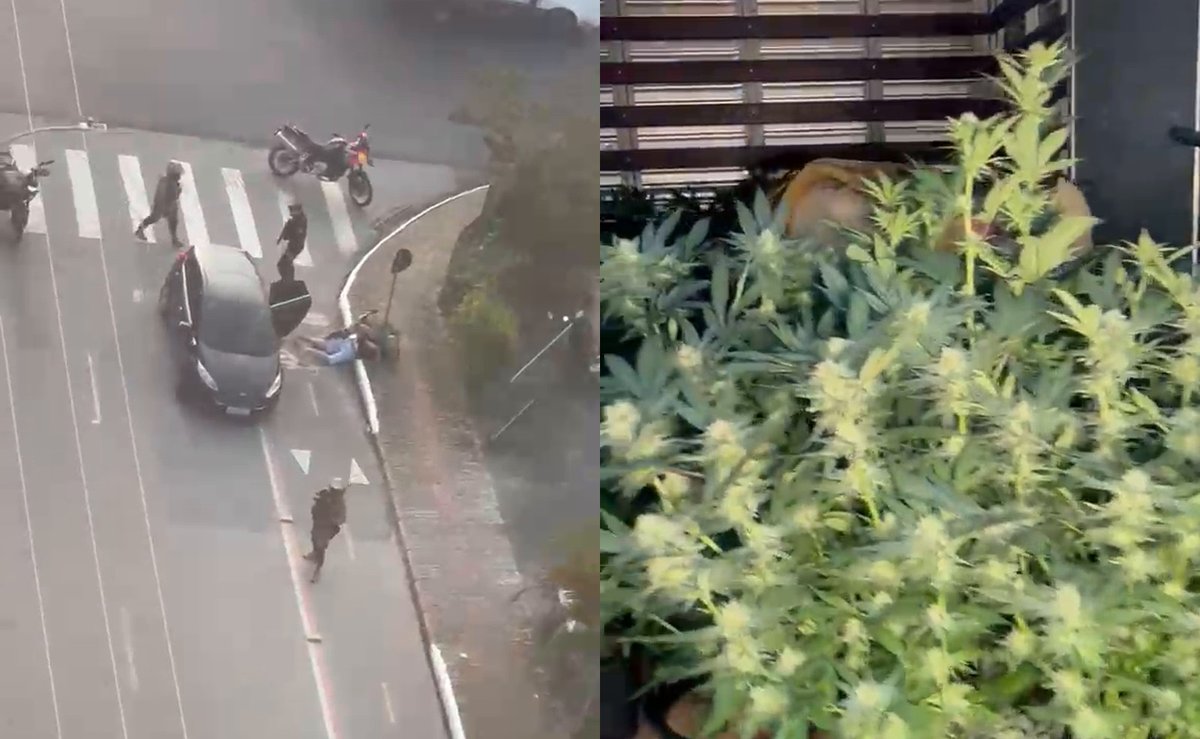 Casal tinha autorização da Justiça para plantar maconha, mas PM diz que vendia e acha 59 pés em casa de Itajaí
