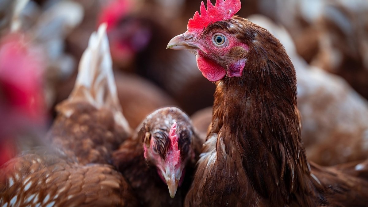 Chile também barrou ovos férteis e ovos para consumo vindos de Santa Catarina (imagem ilustrativa)
