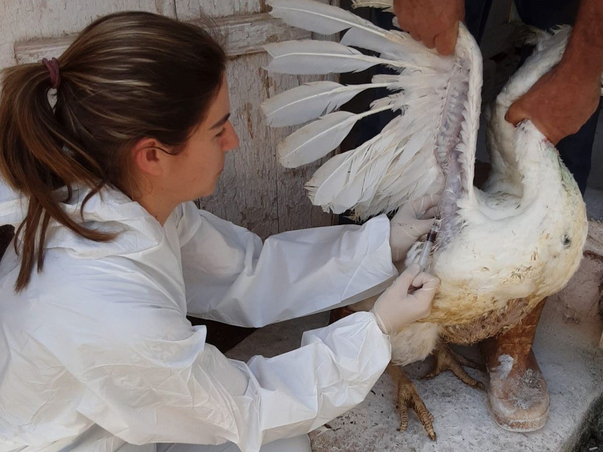China, México e Chile barram frango após foco de Newcastle em granja de 6 mil perus no Oeste de SC