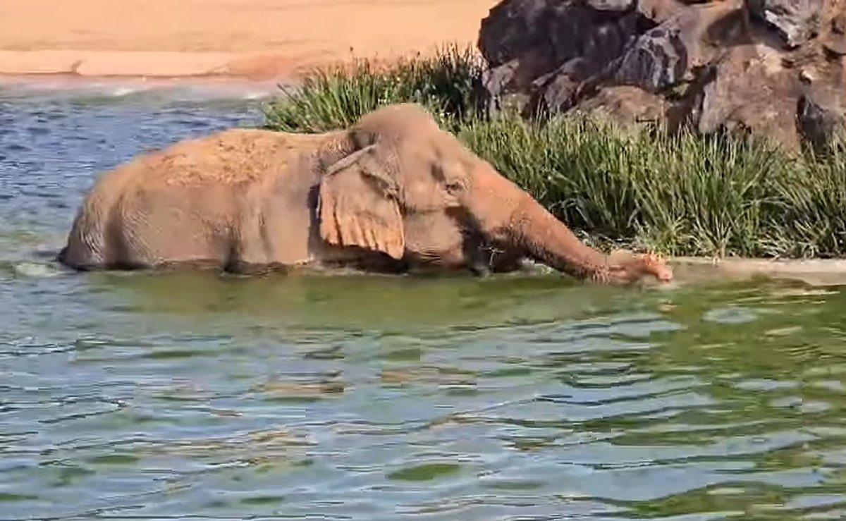 Depois de 40 anos presa em circo, elefanta Kênia ganha piscina e cachoeira de 12 metros em zoológico de SC