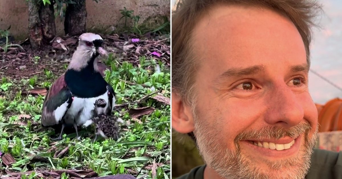 “Se for difícil encontrar pessoas boas, seja uma”: biólogo salva filhotes de quero-quero de bueiro em Jaraguá do Sul