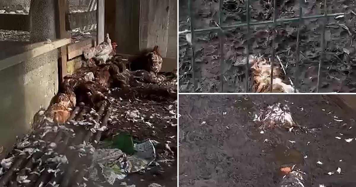 Mais de 100 galinhas aparecem mortas após ataque de animal desconhecido em SC