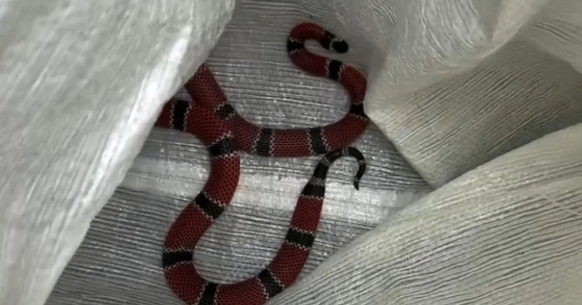 Uma das cobras mais peçonhentas do Brasil é encontrada em escola de SC