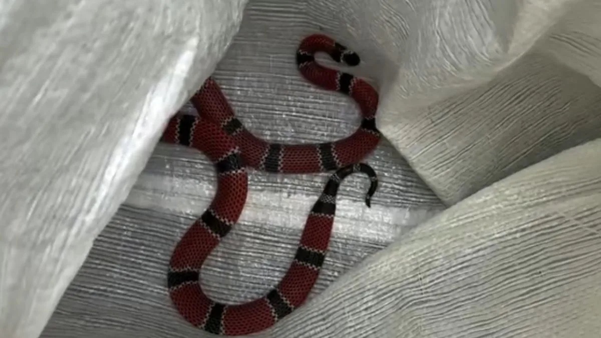 Uma das cobras mais peçonhentas do Brasil é encontrada em escola de SC