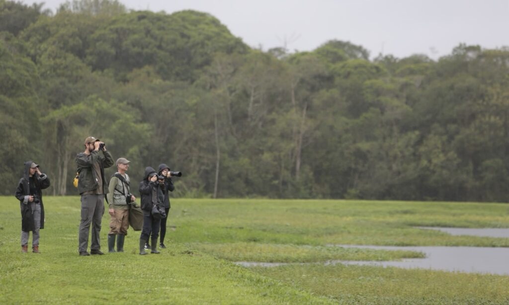 Joinville lidera ranking mundial de cidades em maratona de observação de aves