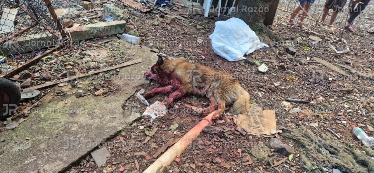 Cachorro morto no chão, ao lado de onde a PM encontrou o machado