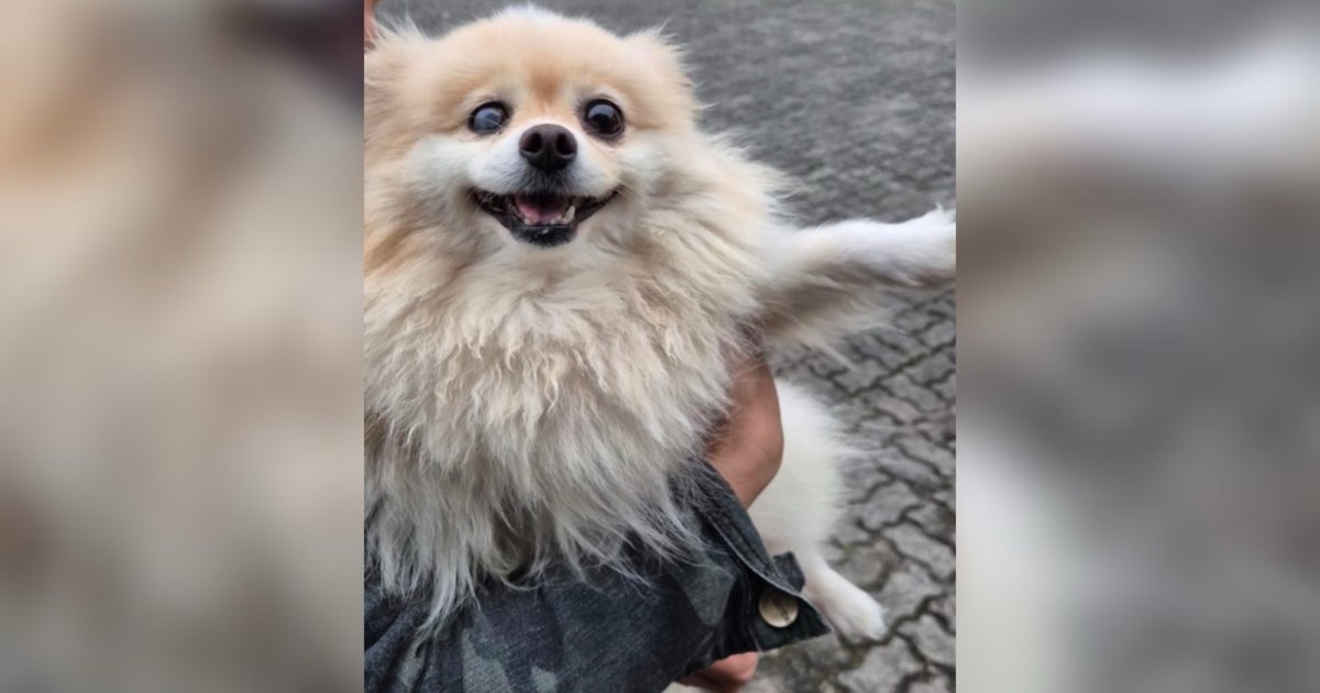 Não estão perdoando nem cachorro: Lulu da Pomerânia é furtado e recuperado em Joinville