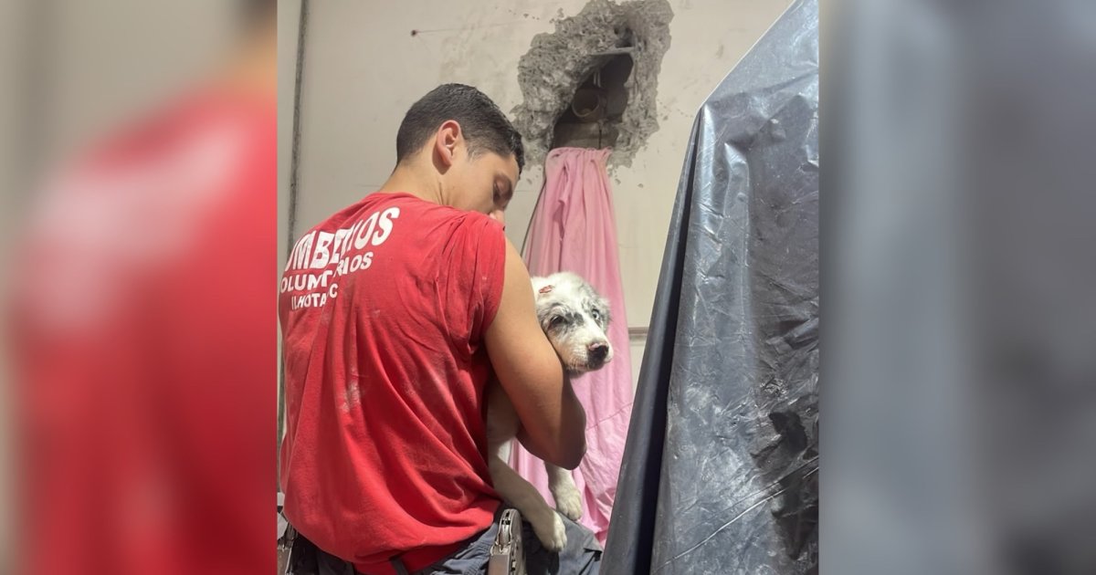 Final feliz: cachorro é salvo após mais de quatro horas de resgate em Ilhota