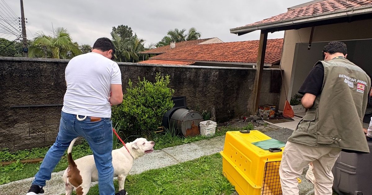 Donos perdem a guarda de pitbulls que mataram cão comunitário em Blumenau