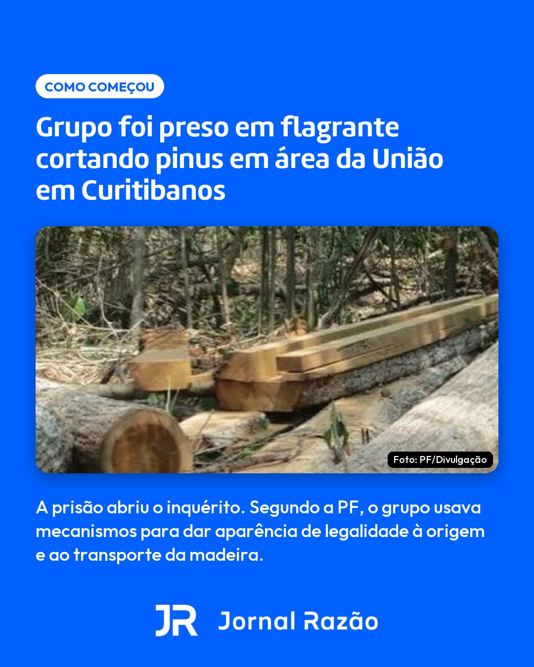 O flagrante de corte de pinus em área da União em Curitibanos