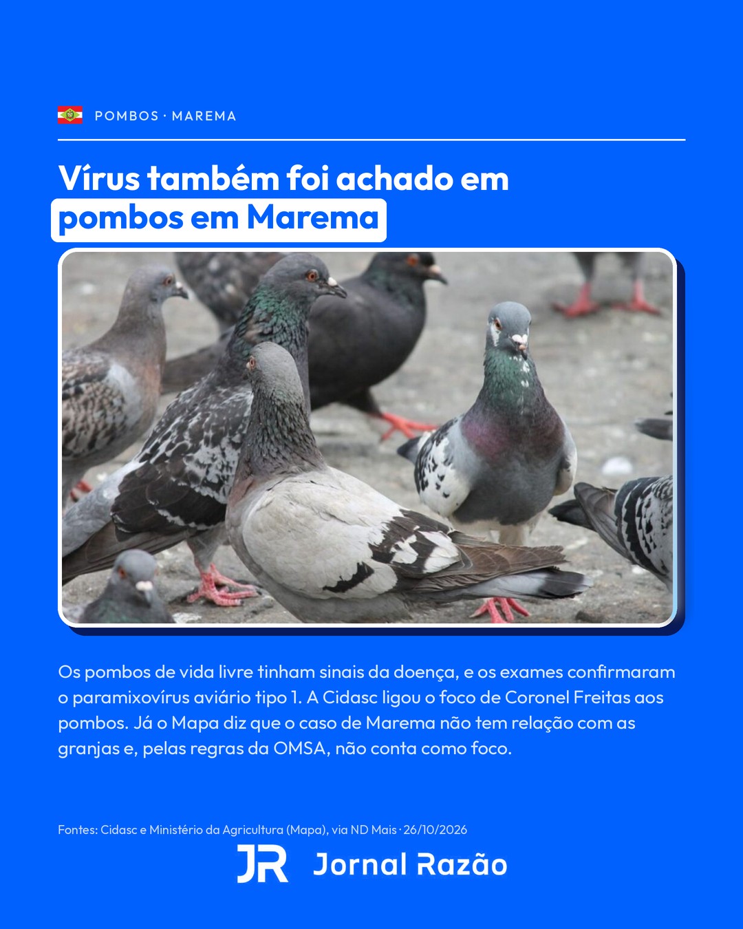 O vírus também foi achado em pombos de vida livre em Marema