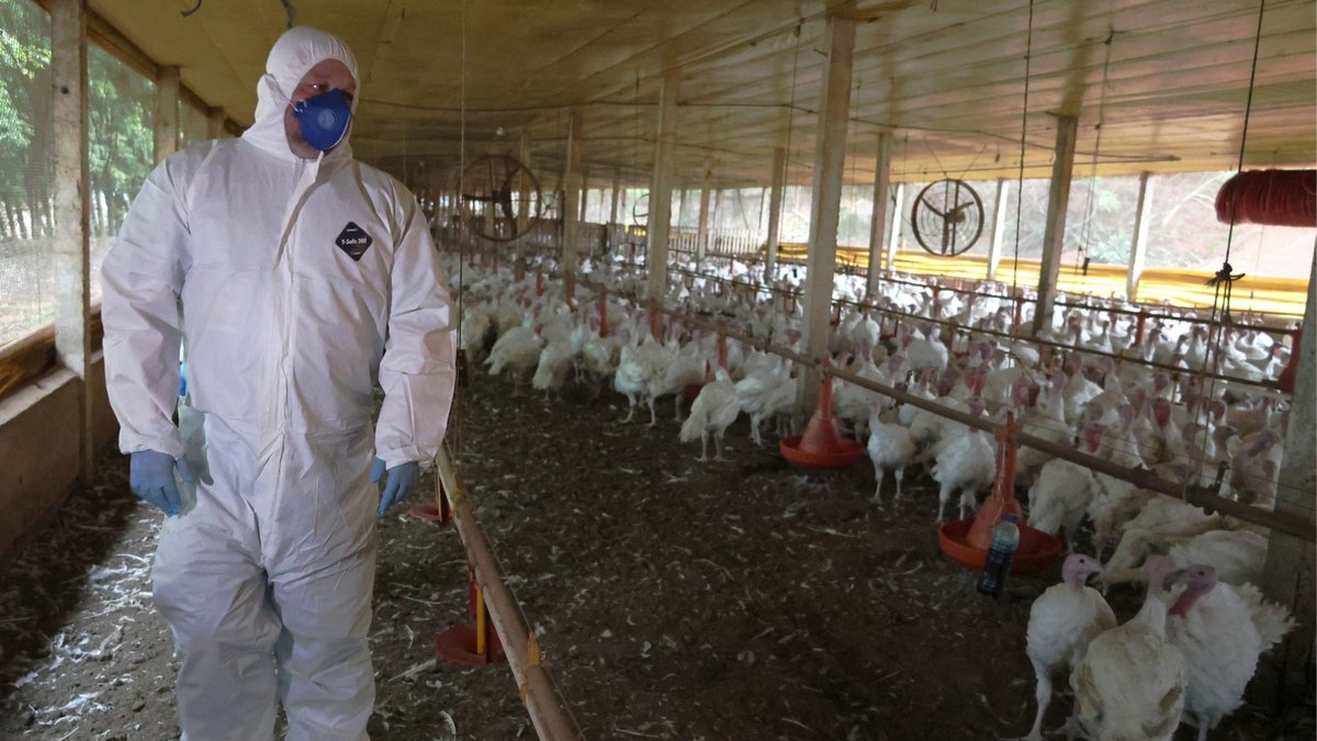 Segundo foco de Newcastle em SC atinge granja com 36,8 mil perus, quase 6 vezes o primeiro caso