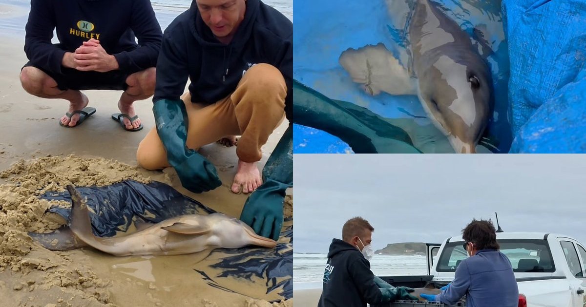Surfista acha golfinho ameaçado de extinção ferido na praia e o filhote é batizado de Santa Marta em SC
